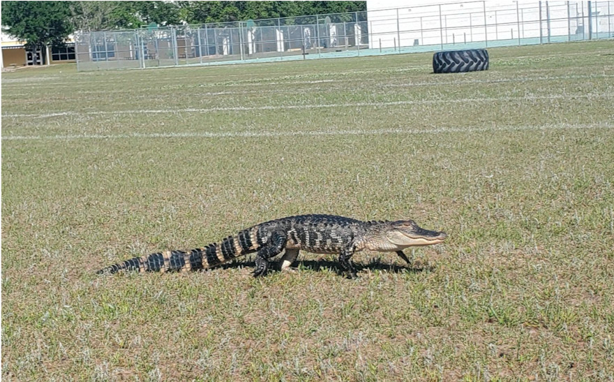 Alligator interrupts Florida high school track practice